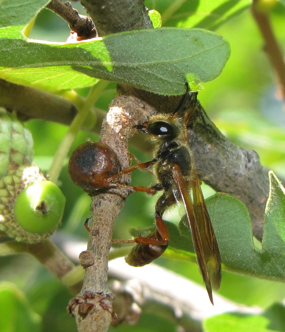 Grass-carrier wasp