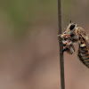 robber fly (mosca ladrona)