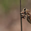 robber fly (mosca ladrona)