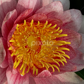 Water Lily by Nikola Vlahov - Flowers Single Flower