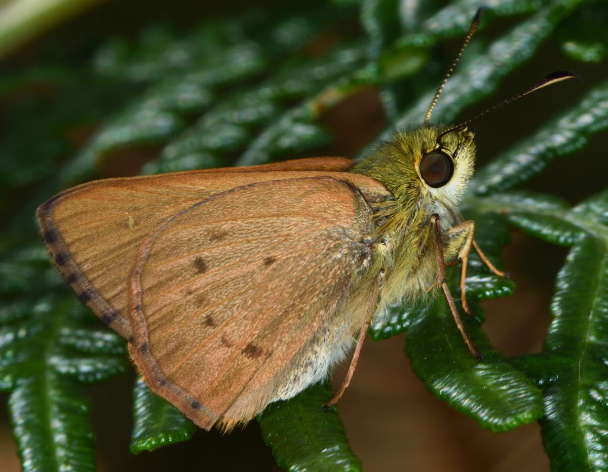 Bright Shield-skipper (female)