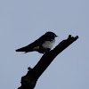 wiretail swallow