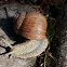 Roman snail or Snail king (Escargot)