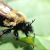 Bee-like robber fly
