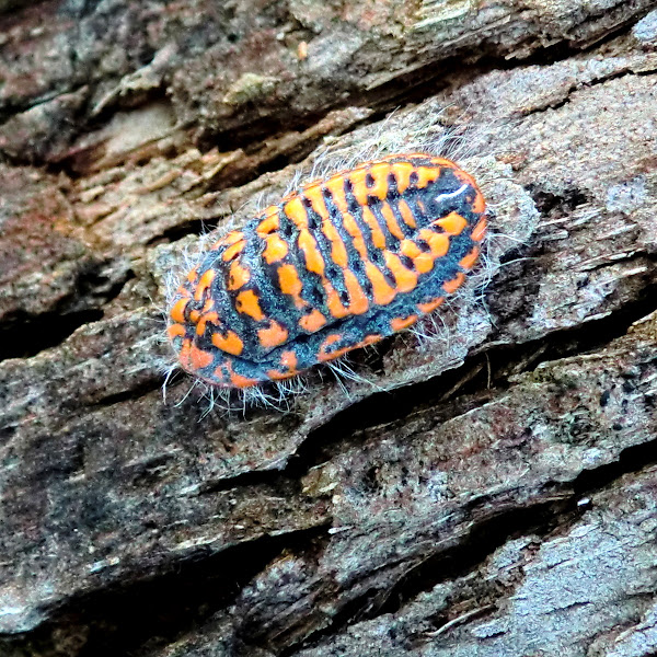 Snow ball giant scale insect | Project Noah