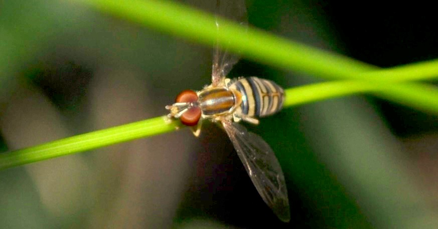 Bee mimic
