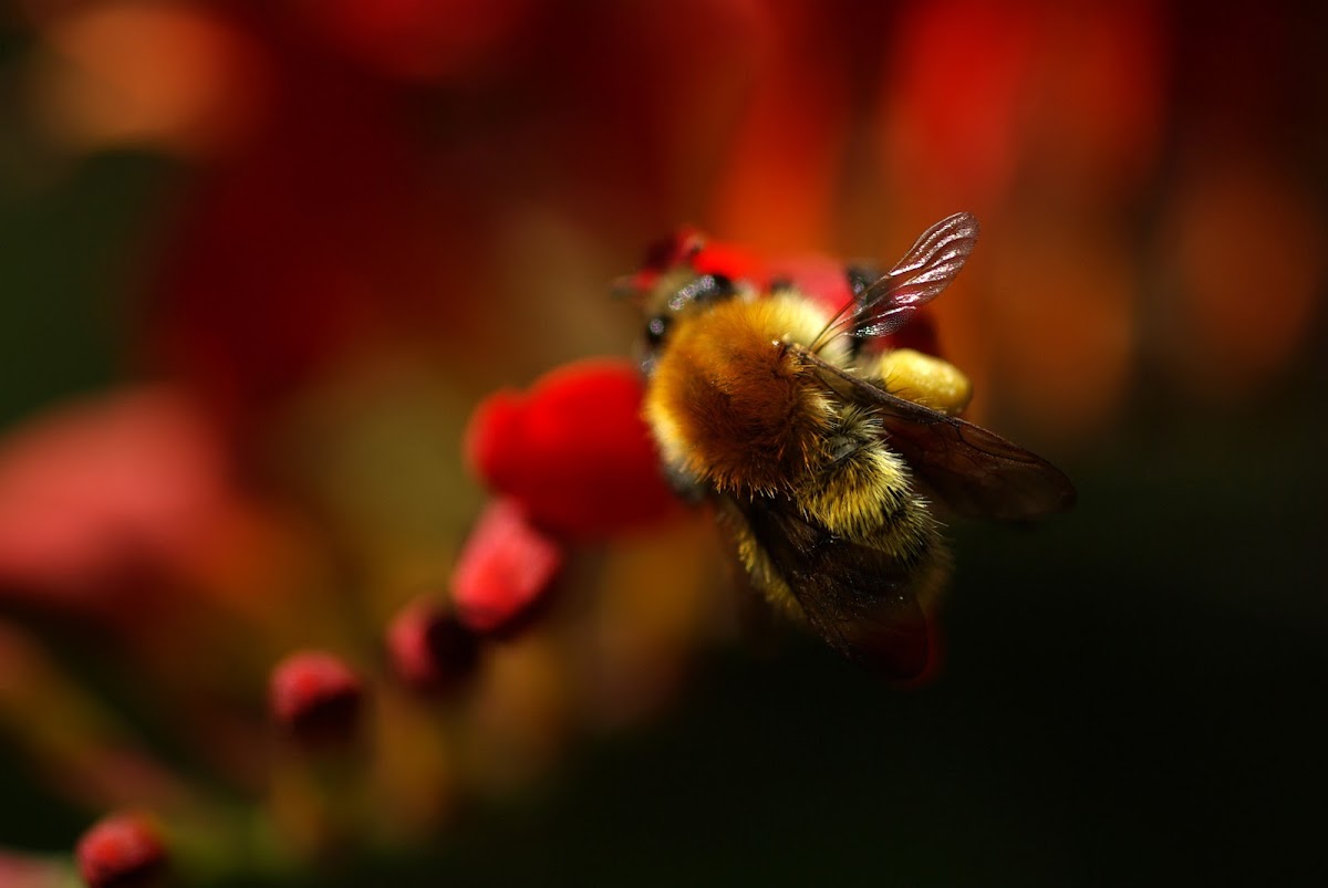 Bombus