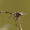 Common Clubtail