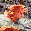 Fungi Pycnoporus