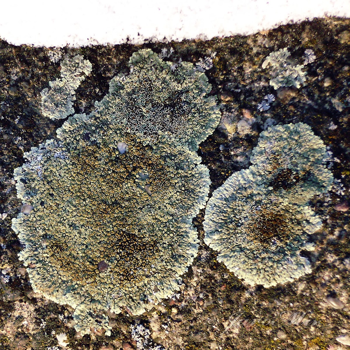 Rim lichen, Misecznica murowa