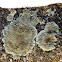 Rim lichen, Misecznica murowa