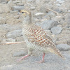 Grey francolin