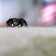 Twinflagged Jumping Spider