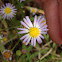 Thomson's Aster