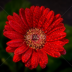 Revamp by Yu Tsumura - Flowers Single Flower