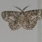 Tulip Tree Beauty Moth