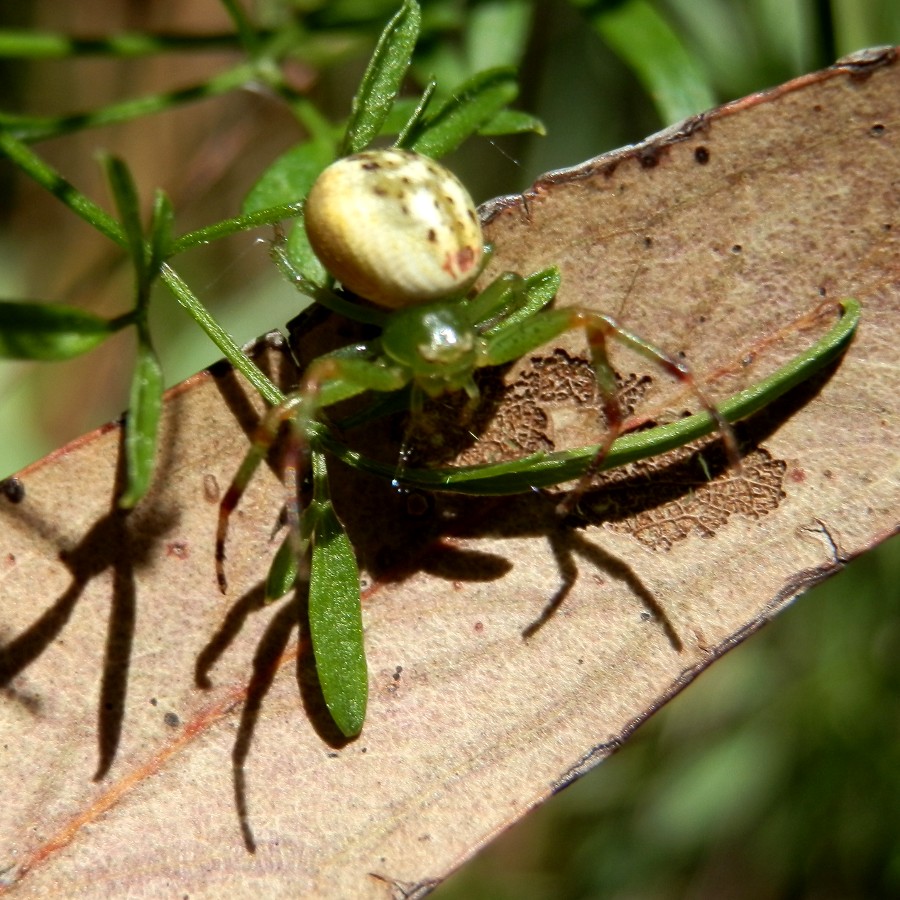 Leek-green flower spider-female