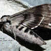 Apple Sphinx Moth