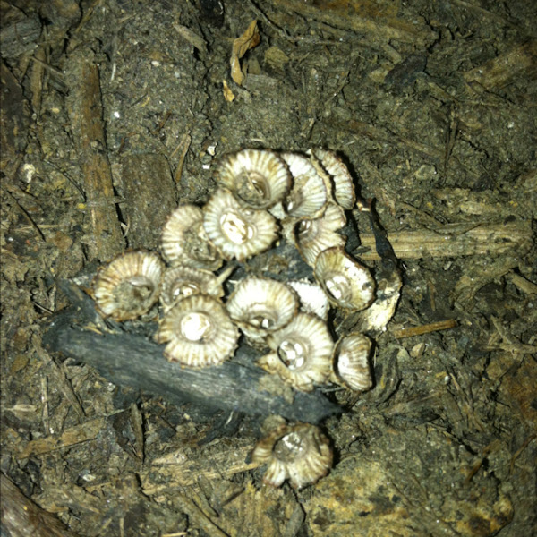 Artillery fungus Project Noah