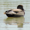 Gadwall Duck (male)