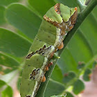 Papilionidae Larvae