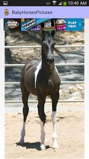 Download Baby Horses Pictures APK for Android