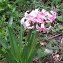 Hyacinth, Hyazinthe