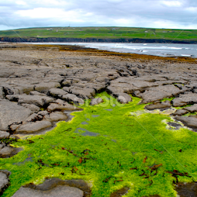 Irish Green by Vlad Popescu - Landscapes Prairies, Meadows & Fields