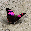 Nessus leafwing