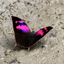 Nessus leafwing