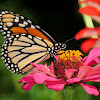 Monarch, female