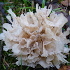 False coral