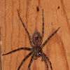 Fishing spider (female)
