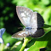 Zebra Blue Butterfly
