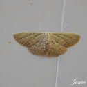 Small Fan Footed Wave Moth