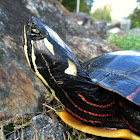 painted turtle