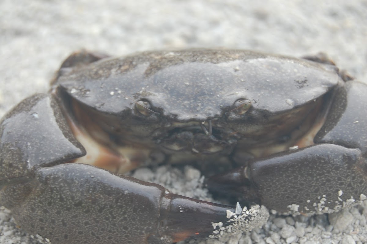 Florida Stone Crab