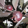 Red guava