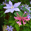 Coral Honeysuckle, with blue clematis
