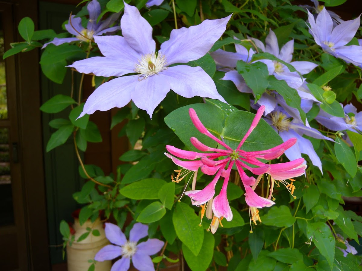 Coral Honeysuckle, with blue clematis