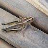 Two striped grasshopper
