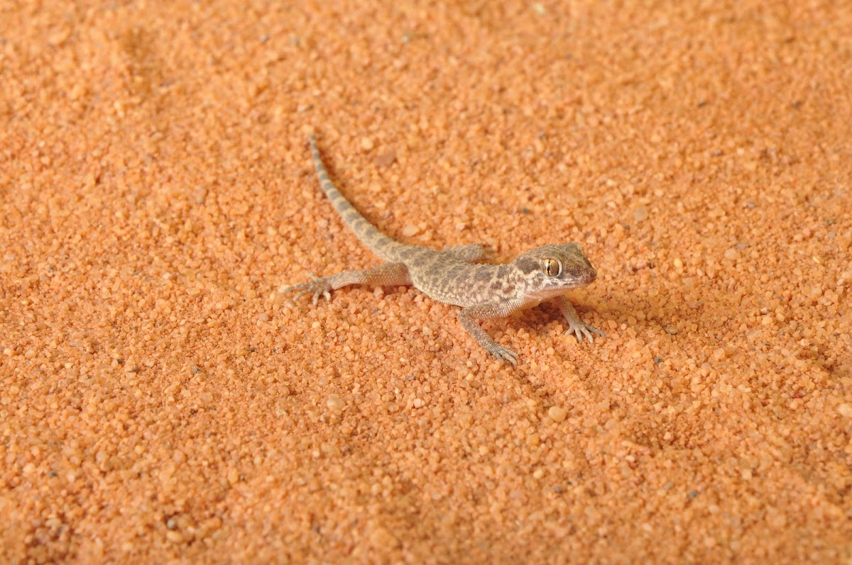 Baluch ground gecko