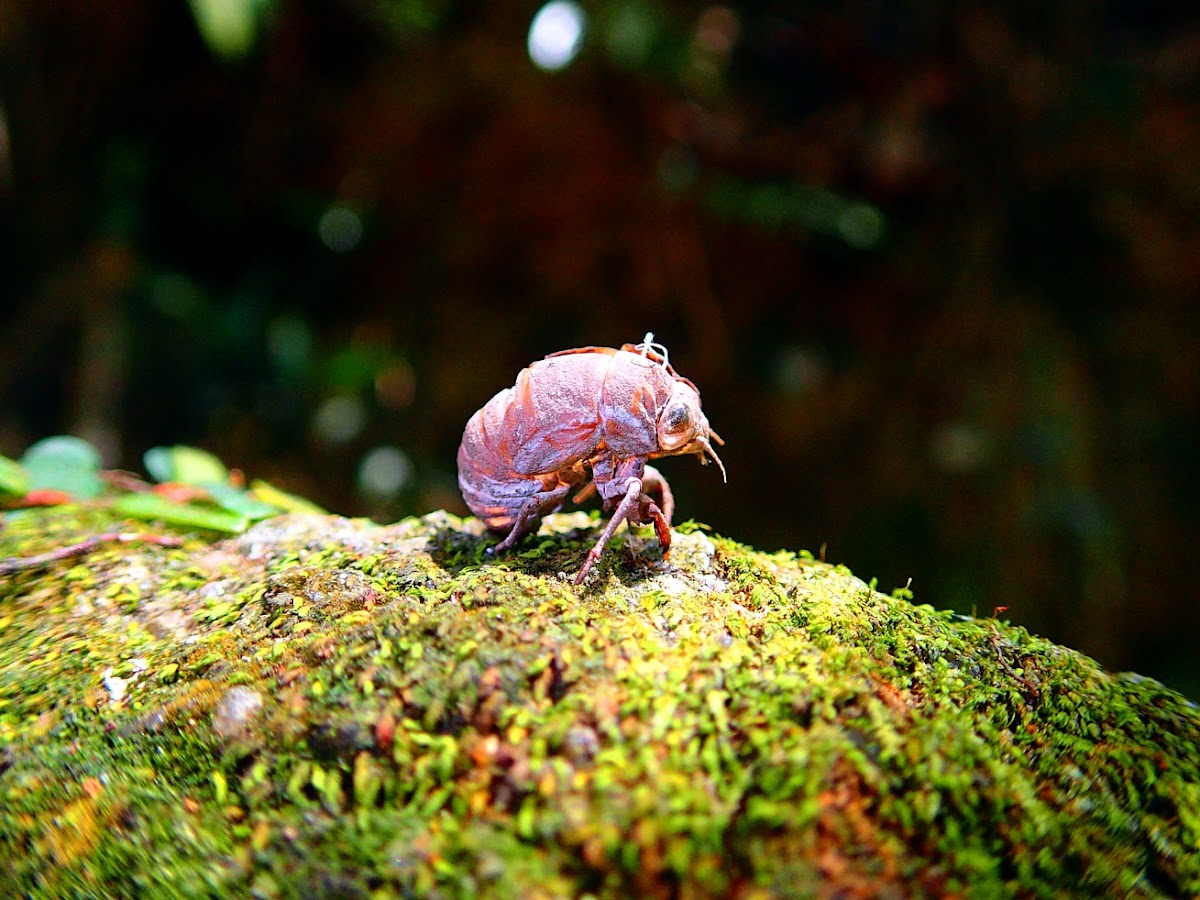 Cicada's Exoskeleton