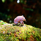 Cicada's Exoskeleton