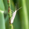 Diamondback Moth