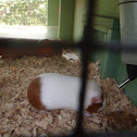 Domestic Guinea Pig