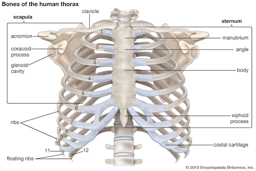 【免費醫療App】Human Anatomy Atlas Free-APP點子