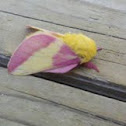 Rosy Maple Moth