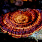Spinny top fungus