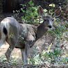 Mule Deer (Doe)